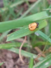 Coccinella transversalis