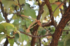 Quercus resinosa