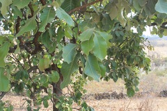 Quercus resinosa