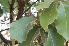 Quercus resinosa