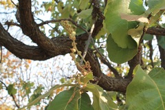 Quercus resinosa