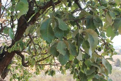 Quercus resinosa