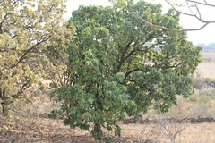 Quercus resinosa