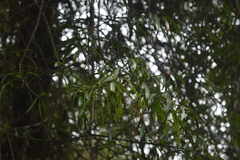 Podocarpus matudae