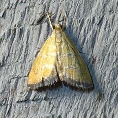 Xanthophysa psychicalis