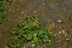 Porpax karikouyensis