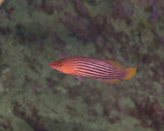 Pseudocheilinus octotaenia