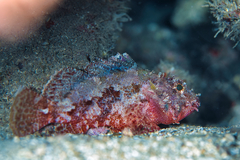 Decoy Scorpionfish photo 5