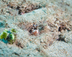 Odontodactylus brevirostris