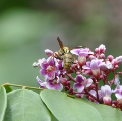 Polistes japonicus