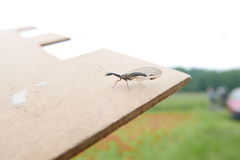 Dichrostigma flavipes