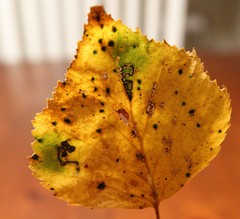 Stigmella luteella