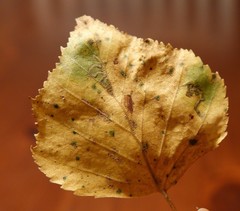 Stigmella luteella