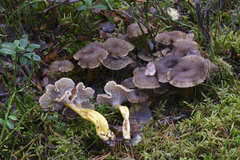 Craterellus tubaeformis