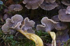 Craterellus tubaeformis