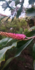 Grevillea barklyana
