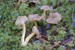 Craterellus tubaeformis