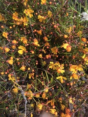 Hibbertia stellaris