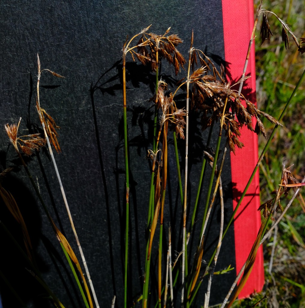 Thamnochortus arenarius