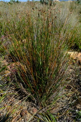 Thamnochortus arenarius