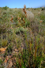 Thamnochortus arenarius