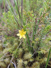 Hypoxis kilimanjarica