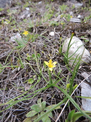 Hypoxis kilimanjarica