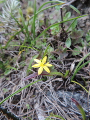 Hypoxis kilimanjarica