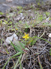 Hypoxis kilimanjarica