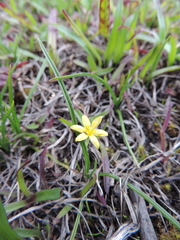Hypoxis kilimanjarica