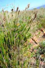 Thamnochortus arenarius