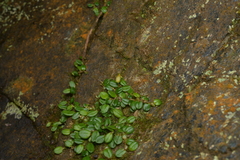 Porpax karikouyensis