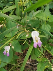 Impatiens balfourii