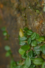 Porpax karikouyensis