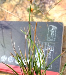 Hypodiscus willdenowia