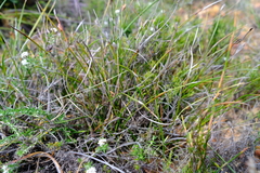 Hypodiscus willdenowia