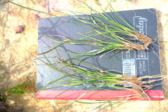 Hypodiscus willdenowia