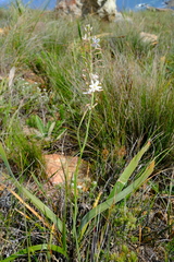 Trachyandra tabularis