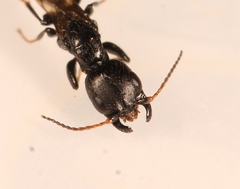 Bethylus cephalotes