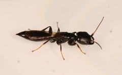 Bethylus cephalotes