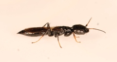 Bethylus cephalotes
