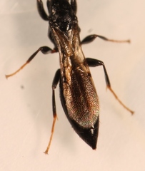 Bethylus cephalotes
