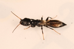 Bethylus cephalotes