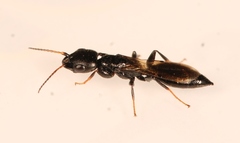 Bethylus cephalotes