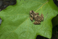 Ingerophrynus divergens