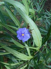 Solanum simile