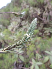 Struthiola thomsonii