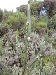Struthiola thomsonii