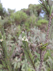 Struthiola thomsonii