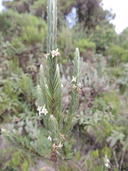 Struthiola thomsonii